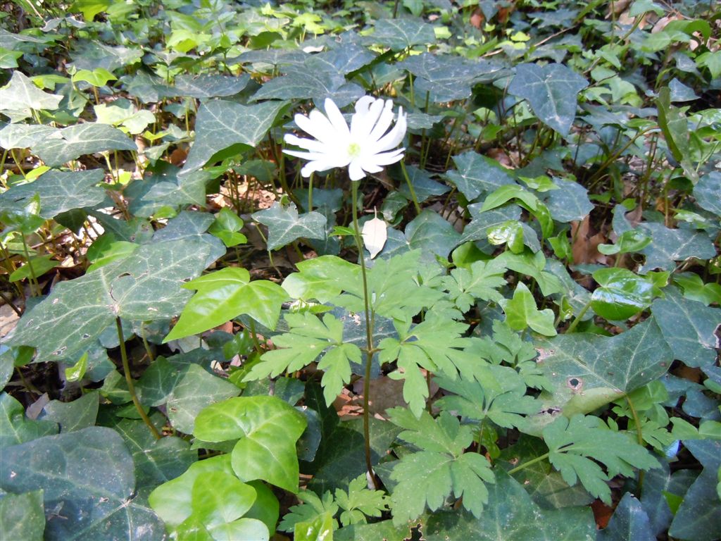 Anemone apennina